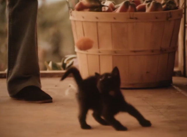 The Last Ninja - black kitten playing with ball of yarn on string