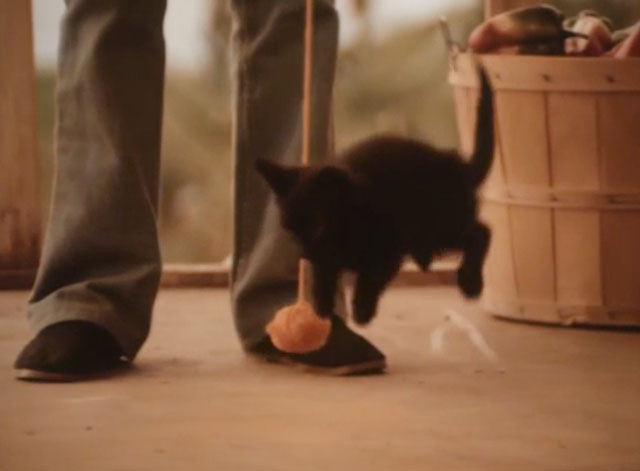 The Last Ninja - black kitten playing with ball of yarn on string