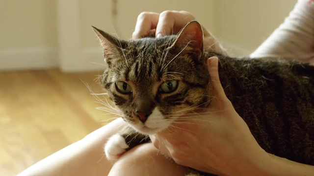 Laura Gets a Cat - Laura Dana Brooke with tabby cat Pepper shedding on lap