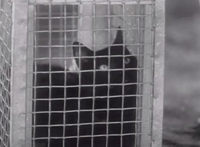 The Life of the Party - black cat in cage