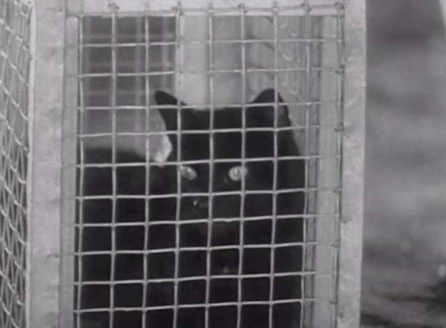 The Life of the Party - black cat in cage