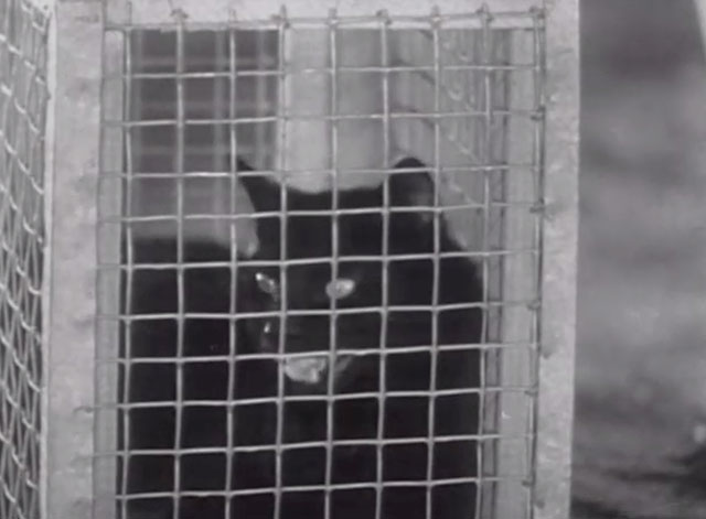 The Life of the Party - black cat in cage