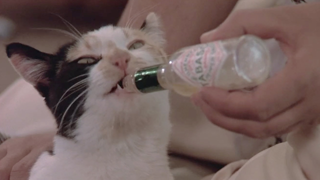 Like Father, Like Son - calico cat Seymour licking at Tabasco bottle