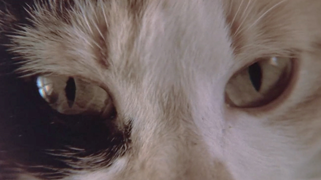 Like Father, Like Son - close up of calico cat Seymour's eyes