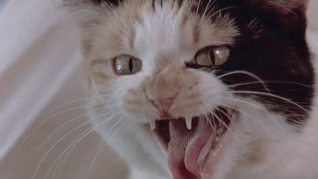 Like Father, Like Son - close up of calico cat Seymour barking