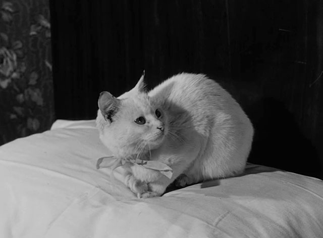 L'impiegato - white cat Romoletto