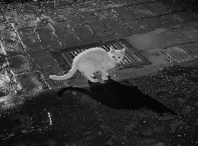L'impiegato - white cat Romoletto on wet street