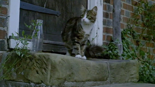 Lionheart - tabby and white cat on front step of house