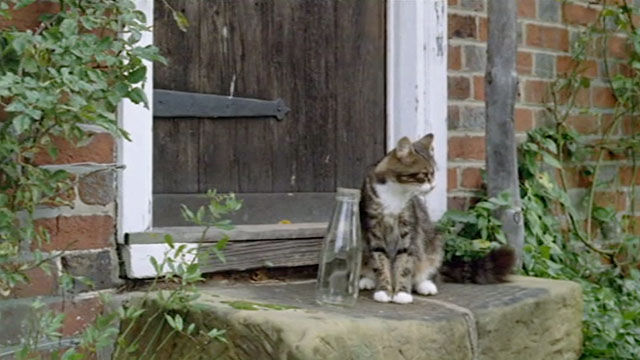 Lionheart - tabby and white cat on front step of house