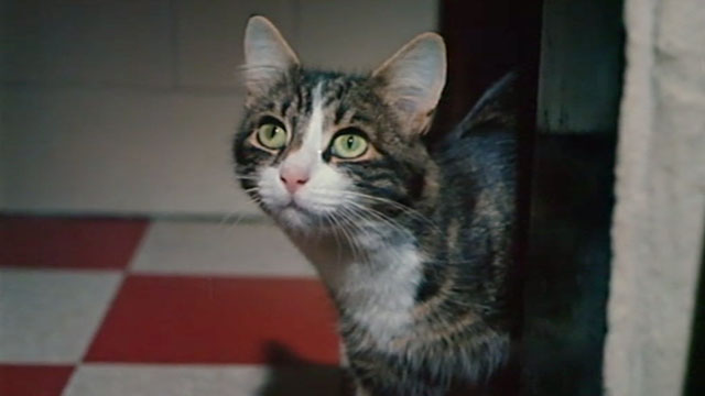 Lionheart - tabby and white cat looking up with interest