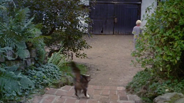 Lionheart - tabby and white cat running after Andrew towards barn