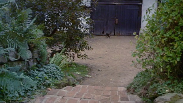 Lionheart - tabby and white cat walking towards hole in barn door