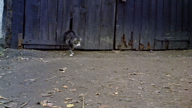 Lionheart - tabby and white cat running out of hole in barn door