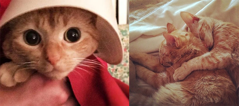 Listen Up Philip - Ethel Moss ginger tabby kitten dressed in Handmaid's Tale costume and Lucy Moss