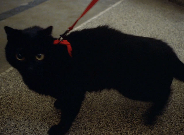 Little Otik - black cat Mikeš on leash