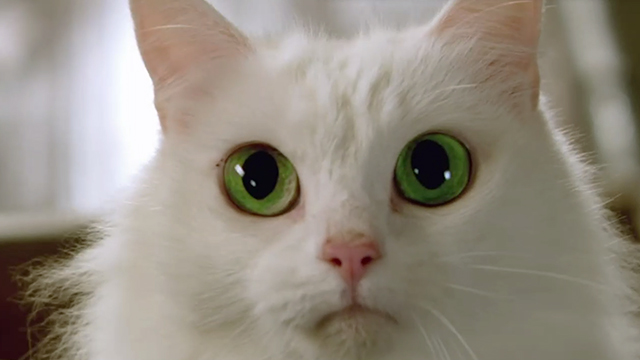 The Little Rascals Save the Day - longhair white cat Princess Flufferina with extra wide green eyes