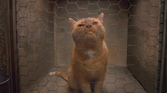 The Little Rascals Save the Day - ginger tabby cat on other side of mesh