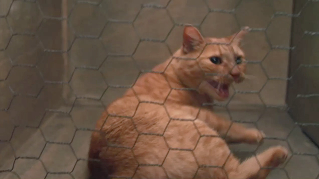 The Little Rascals Save the Day - ginger tabby cat on other side of mesh