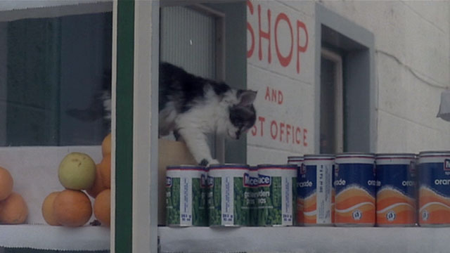 Local Hero - longhair tuxedo kitten in general store window