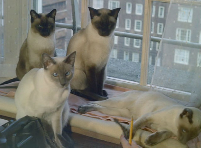 Look at Life - The Price of Valour - four Siamese cats Pooni, Tomkin, Blue Magnolia and Blue Leander sitting on windowsill