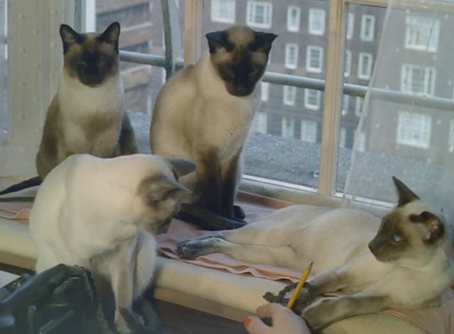 Look at Life - The Price of Valour - four Siamese cats Pooni, Tomkin, Blue Magnolia and Blue Leander sitting on windowsill