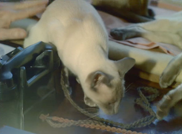 Look at Life - The Price of Valour - Siamese cat on desk