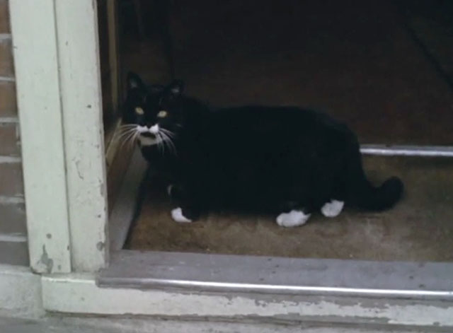 Look at Life - A Dog's Life - black and white cat standing in doorway