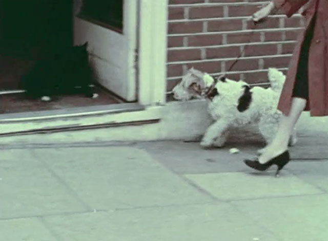 Look at Life - A Dog's Life - wire fox terrier approaching black and white cat standing in doorway