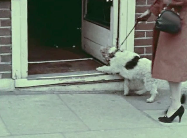 Look at Life - A Dog's Life - wire fox terrier with hiding black and white cat in doorway