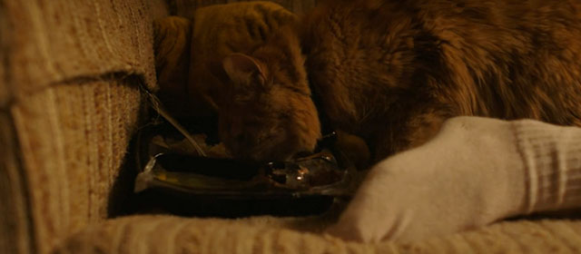 Love Lies Bleeding - longhair ginger tabby cat Happy Meal Queso eating from TV dinner tray