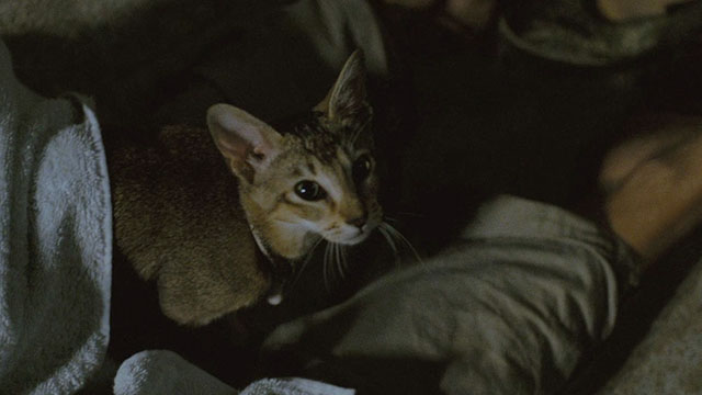 The Lovers on the Bridge - Les Amants du Pont-Neuf - Abyssinian cat Louisiana