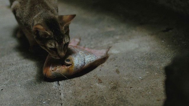 The Lovers on the Bridge - Les Amants du Pont-Neuf - Abyssinian cat Louisiana with fish head