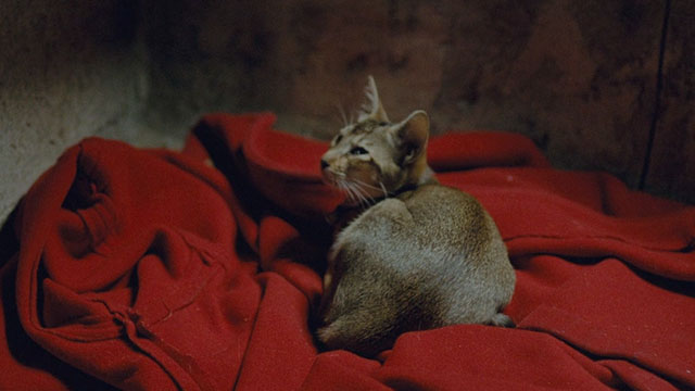 The Lovers on the Bridge - Les Amants du Pont-Neuf - Abyssinian cat Louisiana lying on red jacket