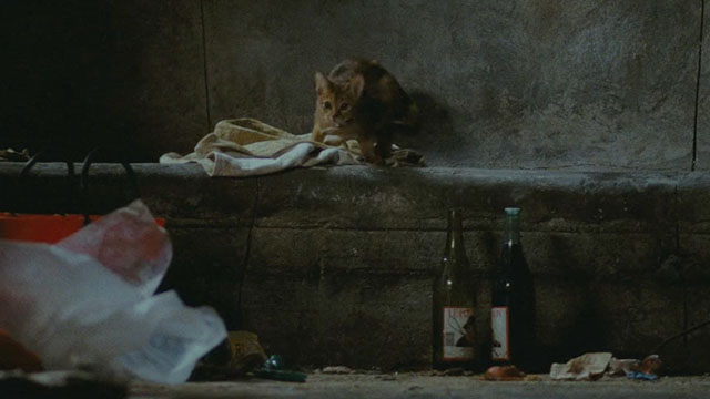 The Lovers on the Bridge - Les Amants du Pont-Neuf - Abyssinian cat Louisiana looking nervous on wall