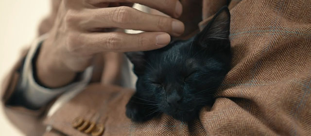 Mad Cats - black kitten sleeping in folded arms