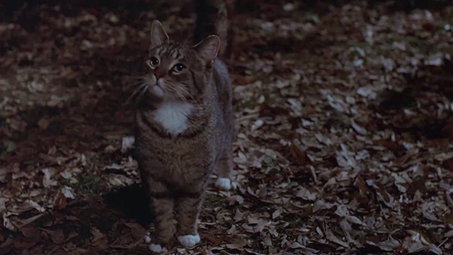 Magic - tabby cat standing in woods