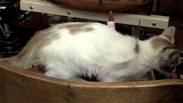 The Maid -  La Nana - calico kitten Lima on desk