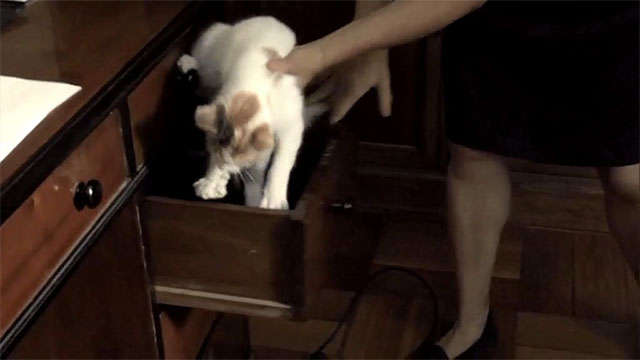 The Maid -  La Nana - calico kitten Lima being placed in desk drawer