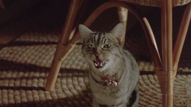 Malice - tabby cat Little Ricky meowing under chair