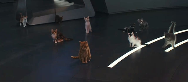 The Marvels - Flerkittens sitting on floor on space station