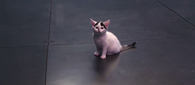 The Marvels - tiny black and white Flerkitten kitten