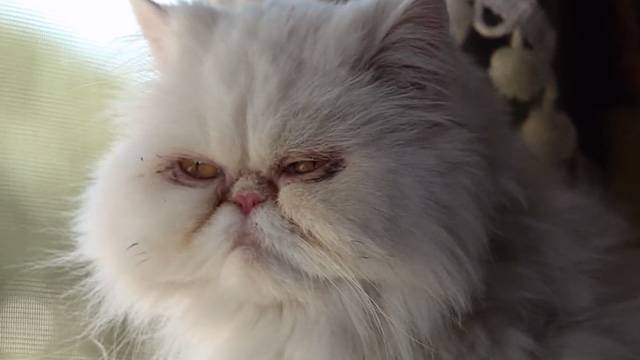 Meet Me in Montenegro - white Persian cat close up