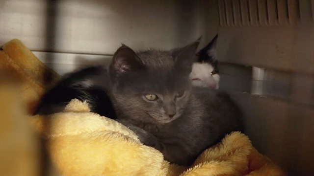 Meet Me in Montenegro - gray and tuxedo kittens on blanket inside carrier