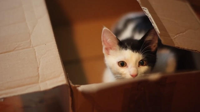 Meet Me in Montenegro - tuxedo kitten Charlie peeking out of box