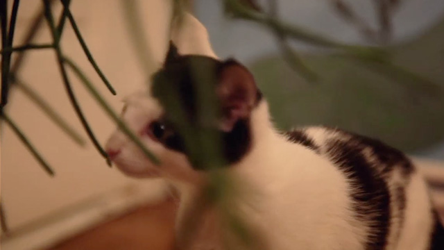 Meet Me in Montenegro - tuxedo kitten Charlie sniffs plant