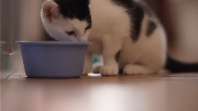 Meet Me in Montenegro - tuxedo kitten Charlie eating from bowl