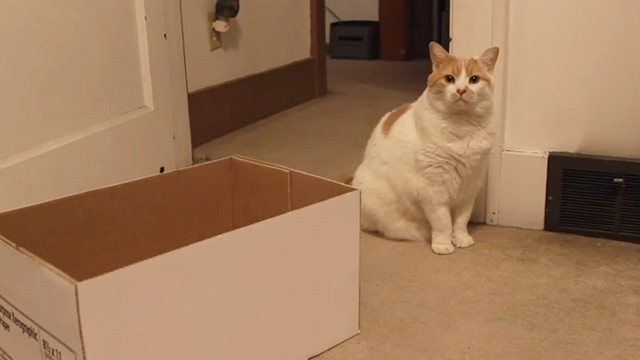 A Meowy Christmas - orange and white cat Kevin Butters