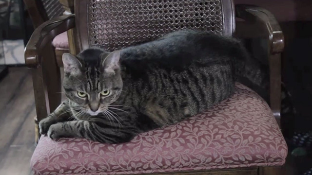 A Meowy Christmas - tabby cat Ms. Whiskers Gizmo on chair