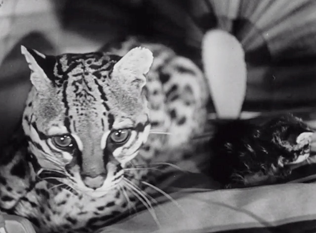 Mexican Spitfire's Blessed Event - ocelot with tabby kitten