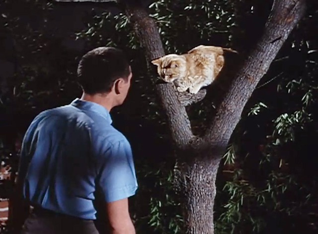 The Misadventures of Merlin Jones - Tommy Kirk with orange tabby cat Orangey in tree